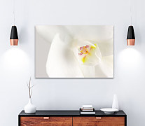 Zoom Obraz Biela orchidea 1611